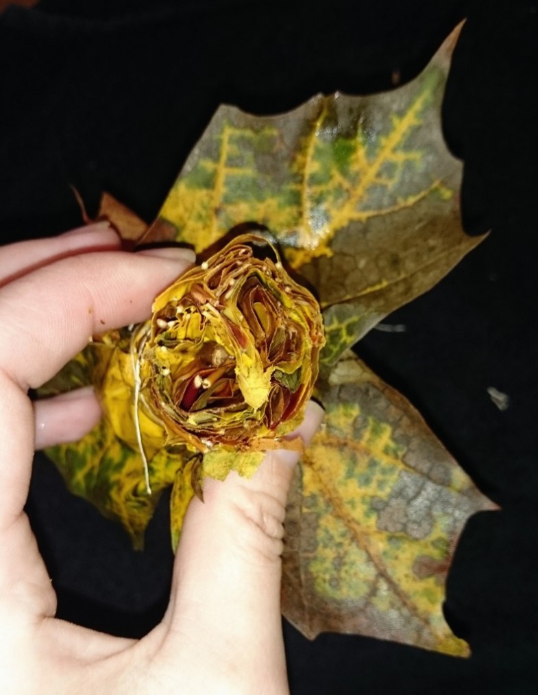 DSC_0047.JPG_1